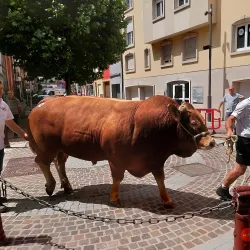 Ettelbruck Market - Ettelbruck