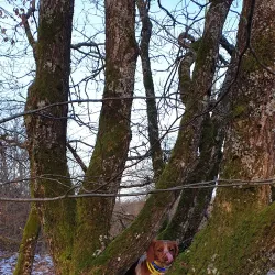 Local Walking Trails - Kayl