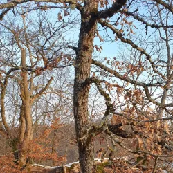 Local Walking Trails - Kayl