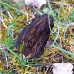 Nature Reserves in the Region - Kayl