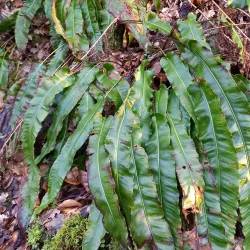 Nature Reserves in the Region - Kayl