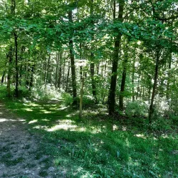 Lorentzweiler Forest - Lorentzweiler