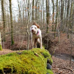 Nearby Nature Reserves - Lorentzweiler