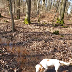 Nearby Nature Reserves - Lorentzweiler