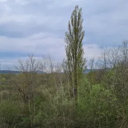 Esch-sur-Alzette - Rodange