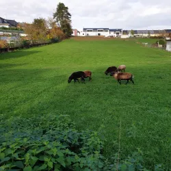 Esch-sur-Alzette - Rodange