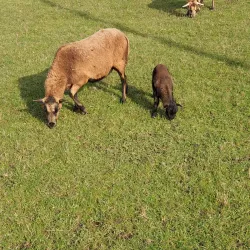 Esch-sur-Alzette - Rodange