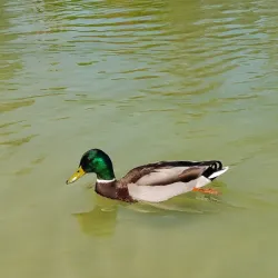 Parc de Merl - Strassen