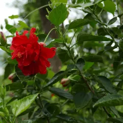 Coloane Village - Macao