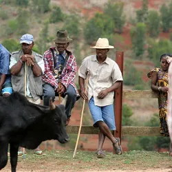 Ambalavao Zebu Market - Ambalavao