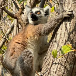 Anja Community Reserve - Ambalavao