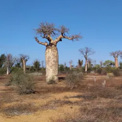 Nearby Natural Reserves - Ambodifototra