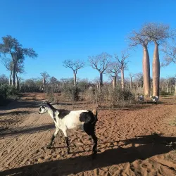 Nearby Natural Reserves - Ambodifototra