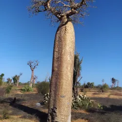 Nearby Natural Reserves - Ambodifototra