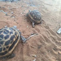 Nearby Natural Reserves - Ambodifototra