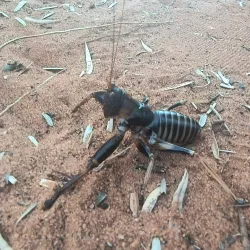 Nearby Natural Reserves - Ambodifototra