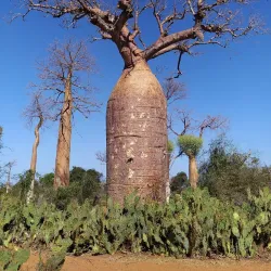 Nearby Natural Reserves - Ambodifototra