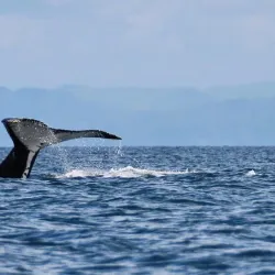Nearby River Excursions - Ambodifototra