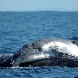 Rice Paddies and Agricultural Tours - Ambodifototra