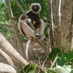 Rice Paddies and Agricultural Tours - Ambodifototra