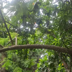 Scenic Walking Trails - Ambodifototra