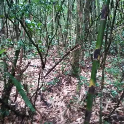 Hiking Trails Around Ambositra - Ambositra