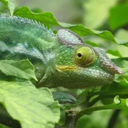 Madagascar Exotic Park - Andoany