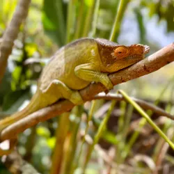 Madagascar Exotic Park - Andoany
