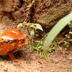 Madagascar Exotic Park - Andoany