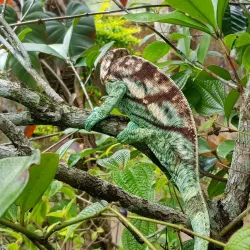 Madagascar Exotic Park - Andoany