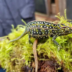 Madagascar Exotic Park - Andoany