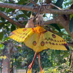 Madagascar Exotic Park - Andoany