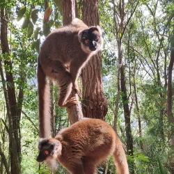 Madagascar Exotic Park - Andoany