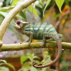 Madagascar Exotic Park - Andoany