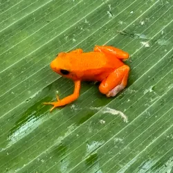 Madagascar Exotic Park - Andoany