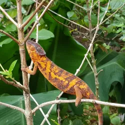 Madagascar Exotic Park - Andoany