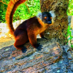 Nosy Be Marine Reserve - Andoany