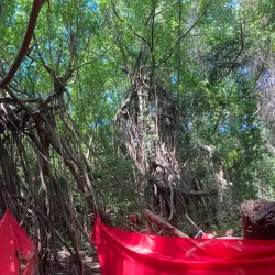 Sacred Tree of Mahatsinjo - Andoany