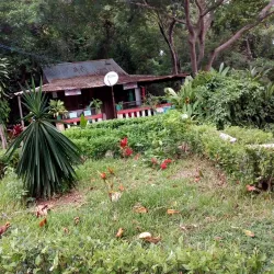 Sacred Tree of Mahatsinjo - Andoany