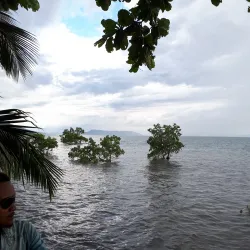 Sacred Tree of Mahatsinjo - Andoany