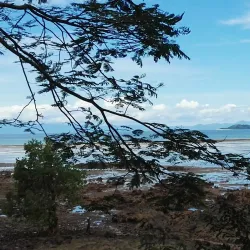 Sacred Tree of Mahatsinjo - Andoany