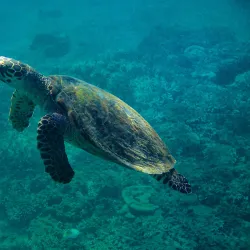 Nosy Tanikely Marine Reserve - Nosy Be