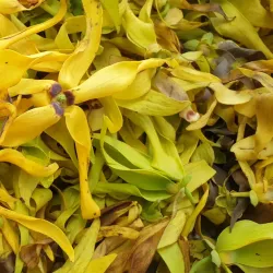 Ylang-Ylang Plantations - Nosy Be