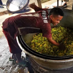 Ylang-Ylang Plantations - Nosy Be