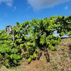 Ylang-Ylang Plantations - Nosy Be