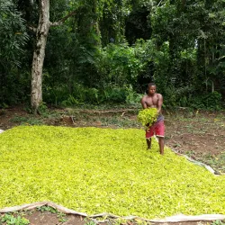 Ylang-Ylang Plantations - Nosy Be