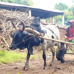 Ylang-Ylang Plantations - Nosy Be