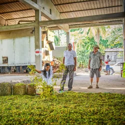 Ylang-Ylang Plantations - Nosy Be