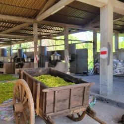 Ylang-Ylang Plantations - Nosy Be