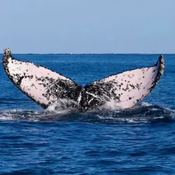 Anakao Beach - Toliara